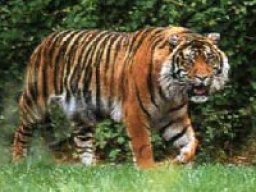 Tigre de Malaisie